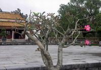 Travelers with Central Vietnam Heritage Road 7 day tour